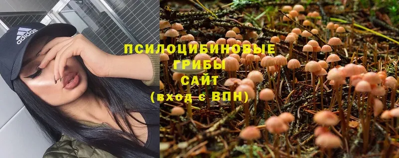 магазин продажи   KRAKEN рабочий сайт  Псилоцибиновые грибы Psilocybe  Борзя 